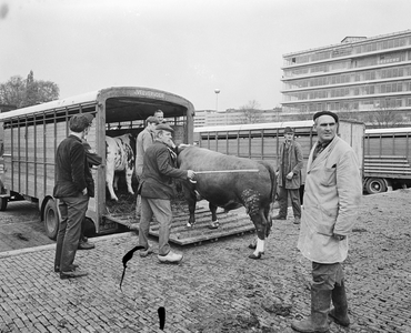 850421 Afbeelding van het laden van enkele stieren in een veewagen bij de Veemarkthal (Croeselaan) te Utrecht, kort ...